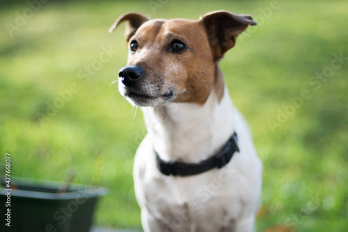 Jack Russel Terrier © rabovski.de