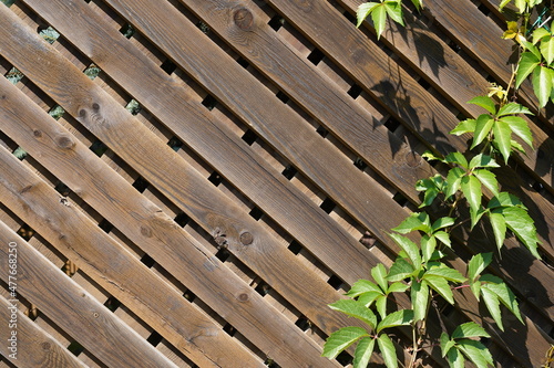 Foliage of wild grapes on an antique wooden background with space to copy. The wooden wall of the old village fence. High quality photo