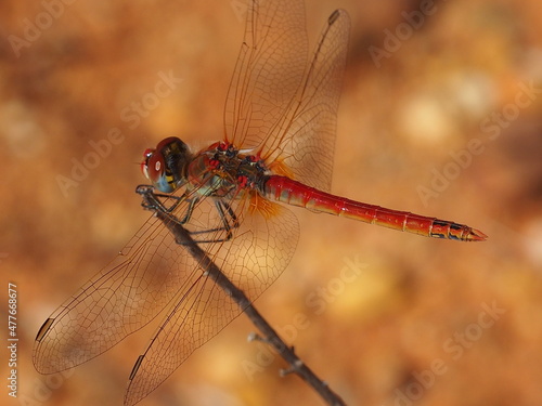 Foto Red-veined Darter (Sympetrum fonscolombii)