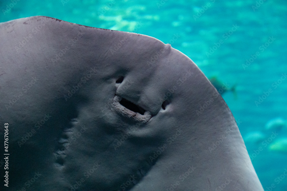 Fototapeta premium Stachelrochen