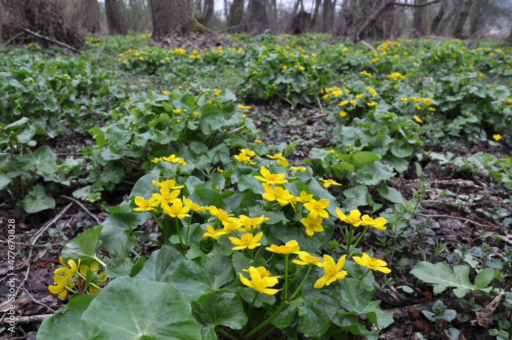 Fototapeta premium Caltha palustris grows in the moist alder forest