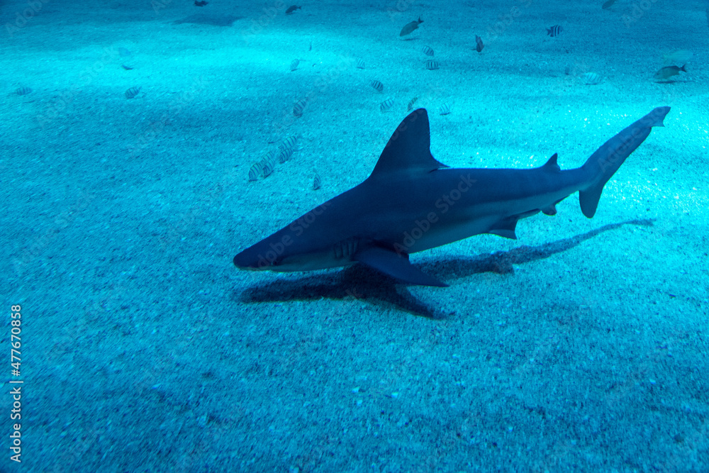 Fototapeta premium Haifisch