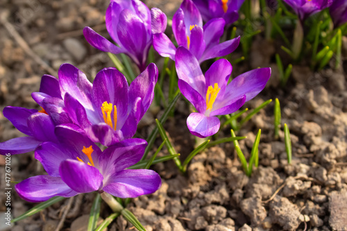 Close up view of flowering purple crocuses as trendy background. Early spring flowers - crocus sativus