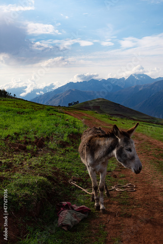 Fotografie, Obraz donkey in the mountains overlooking the Sacred Valley