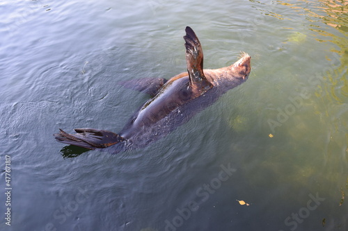 seal swimming on his right side