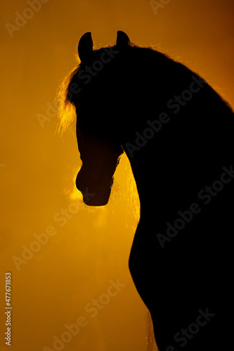 Silhouette of the head of a big Frisian Horse in a orange smokey atmosphere. A bright lamp lights the smoke behind the horse.