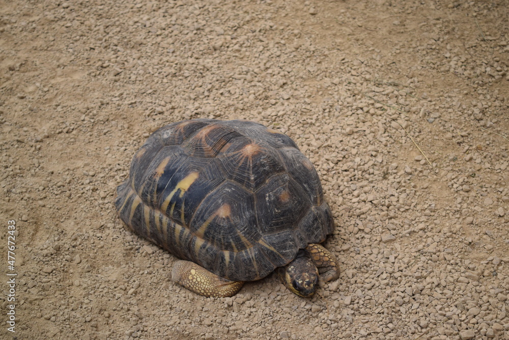 Obraz premium turtle on sand