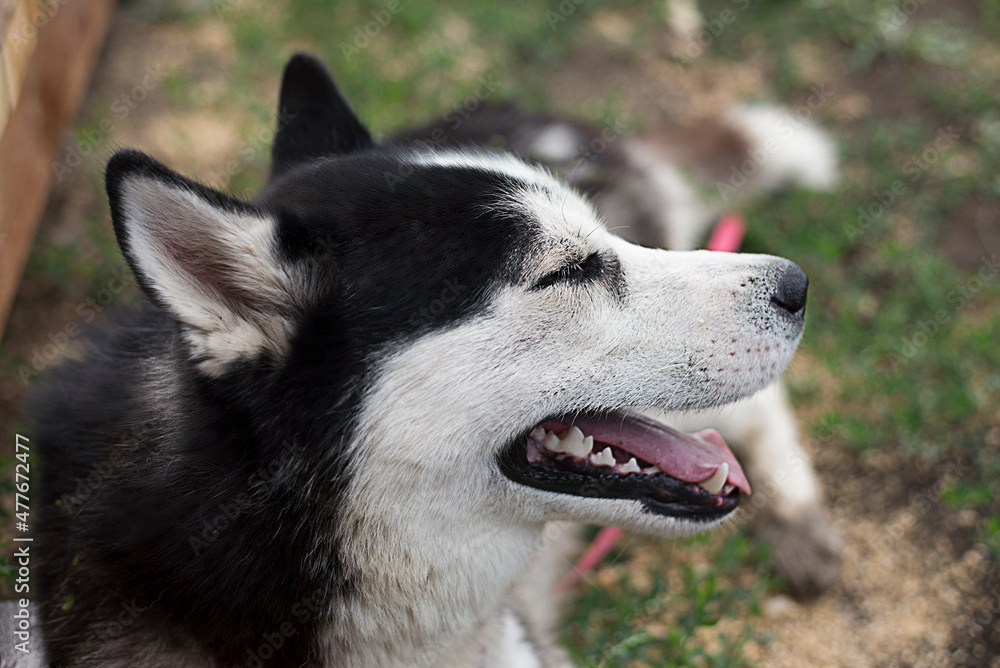 Portrait of a Siberian husky lying outdoor and squinting