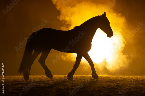 Silhouette of a trotting big Frisian Horse in a orange smokey atmosphere. A bright lamp lights the smoke behind the horse.
