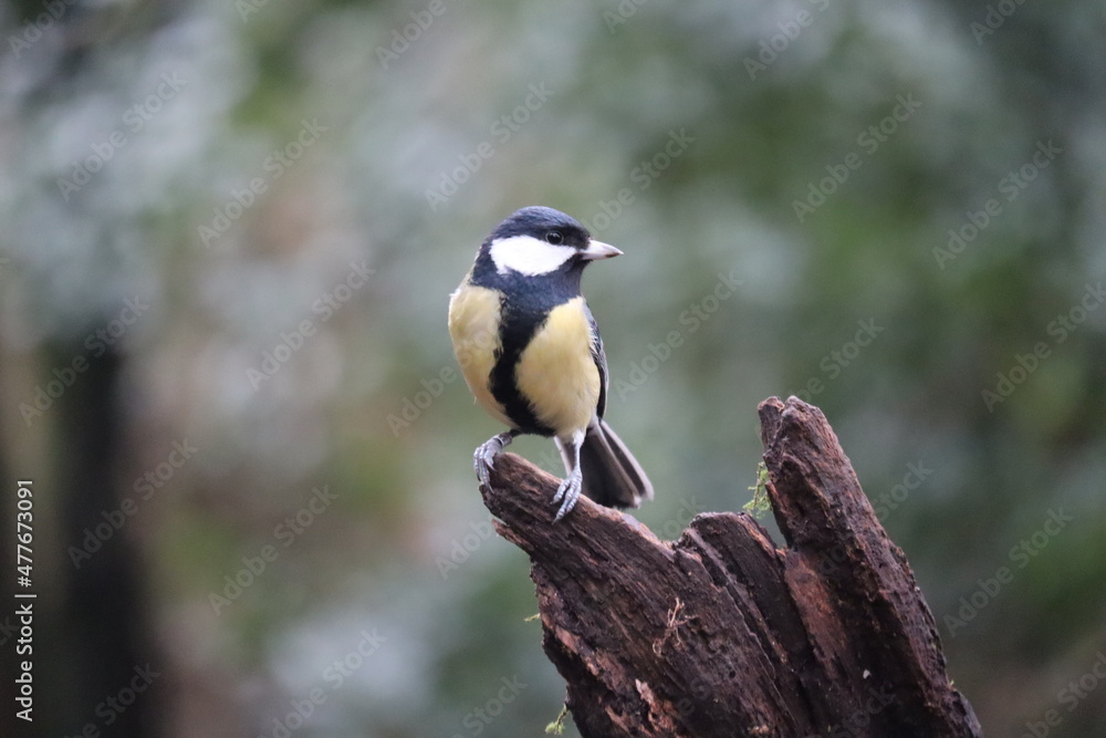 Fototapeta premium great spotted woodpecker