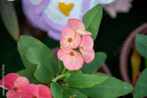 Crown of thorns flowers : Euphorbia milli Desmoul photo