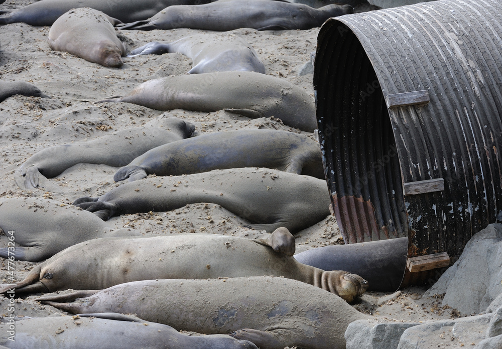 Fototapeta premium Elephant seals sunning with one in drainage pipe San Simeon CA USA