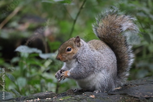 squirrel in the park