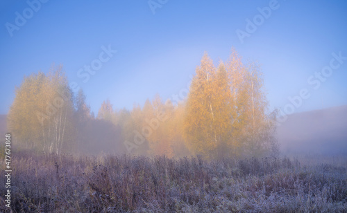 Autumn landscape with early morning fog. Birch trees with bright yellow foliage illuminated by the sun. Trees and hills in the fog. Dawn on a cold autumn morning. © Sergei