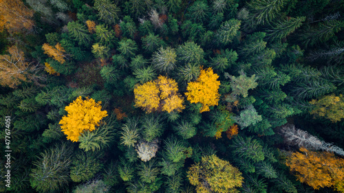 Autumn forest aerial drone view © Aleksandr Matveev
