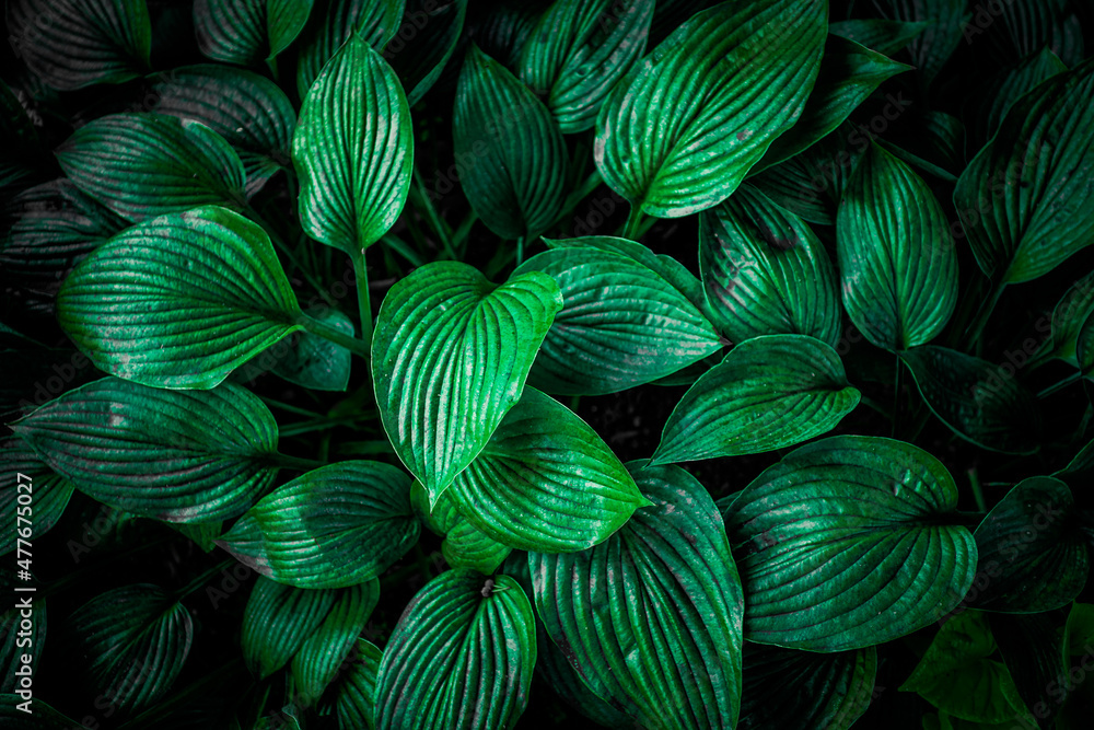 Green leaves texture top view background. Tropical dark green leaf tone Green leaves texture top view background. Tropical dark green leaf tone