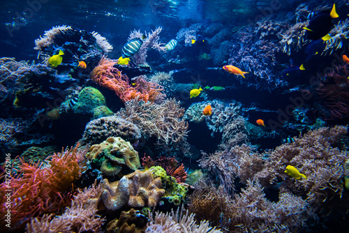 Canvastavla Coral colony and coral fish.  Underwater view