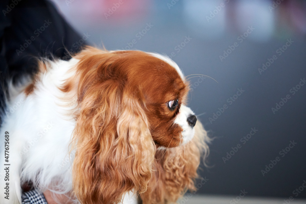 Cavalier dog top show