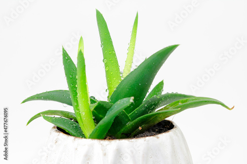 Small aloe vera pot plant