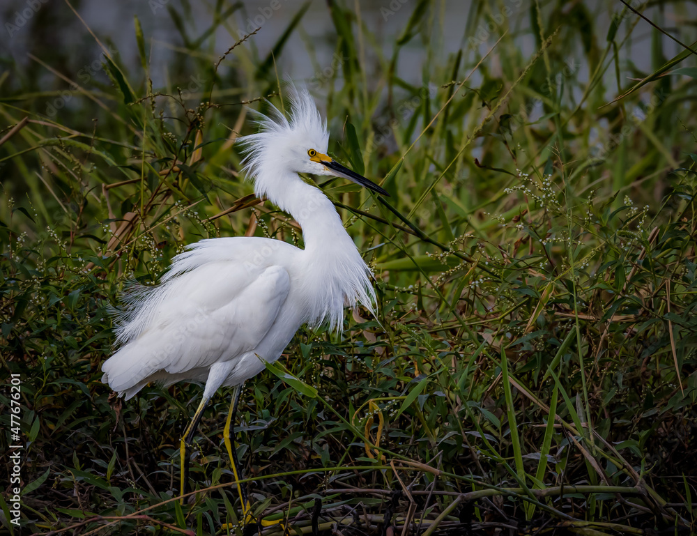 Fototapeta premium Snowy egret with fluffy breeding plummage faces in right profile