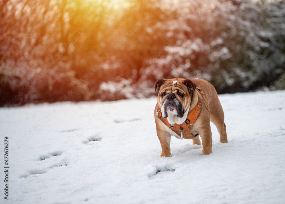 Red English British Bulldog in orange harness out for a walk standing on the snow in sunny day