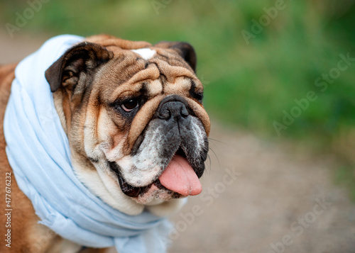 Red English British Bulldog in blue scarf out for a walk standing on the dry grass in sunny day