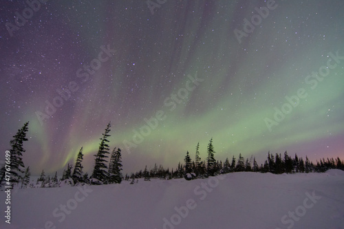 Soft and smooth northern lights and aurora borealis shine in the sky above the treeline of the boreal forest near Churchill, Manitoba, Canada