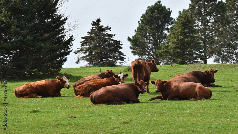 Content angus cows resting in grass in rural Minnesota