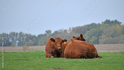 Content angus cows resting in grass in rural Minnesota photo