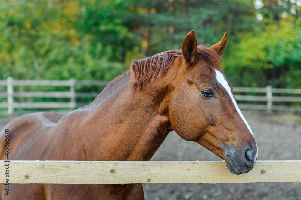 Fototapeta premium Beautiful Brown Horse portrait in the stable outdoors.