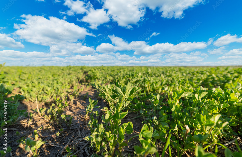 Medicago field and bright blue sky, wide angle