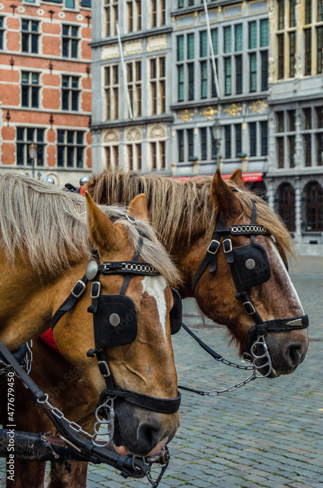 Obraz premium Horses in the Grote Markt (Great Market Square) of Antwerp, Belgium