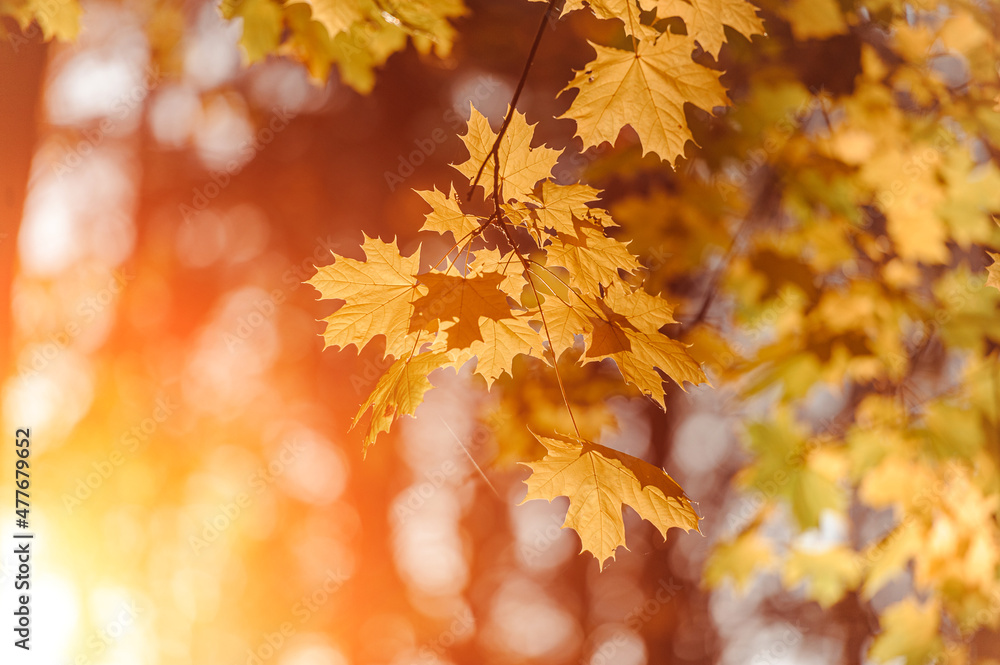 Autumn leaves of maple tree on blurred nature background. Shallow focus. Fall sun bokeh. Autumn leaves of maple tree on blurred nature background. Shallow focus. Fall sun bokeh.