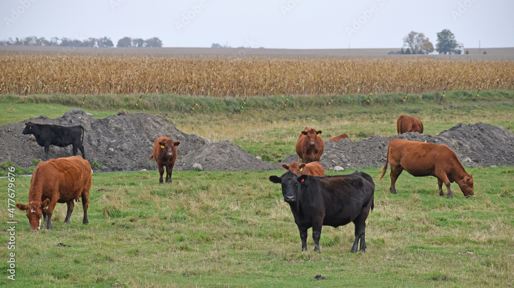 Content black and red angus cows graze on grass in rural minnesota Content black and red angus cows graze on grass in rural minnesota