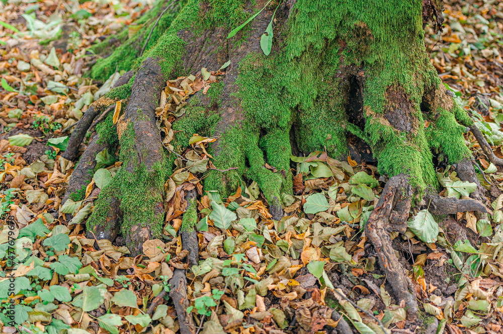 Large roots of old tree in autumn.Natural background. Beautiful intertwining roots of trees covered with moss and fall colorful leaves.Tree roots in autumn forest scene Large roots of old tree in autumn.Natural background. Beautiful intertwining roots of trees covered with moss and fall colorful leaves.Tree roots in autumn forest scene