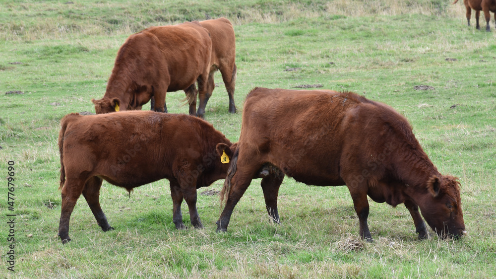Content black and red angus cows graze on grass in rural minnesota Content black and red angus cows graze on grass in rural minnesota