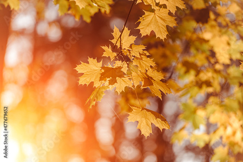 Autumn leaves of maple tree on blurred nature background. Shallow focus. Fall sun bokeh.