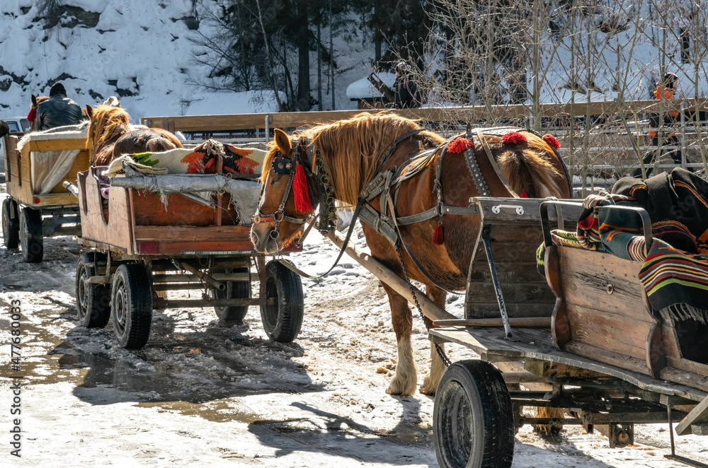 Obraz premium Horse in a beautiful traditional village sledding 