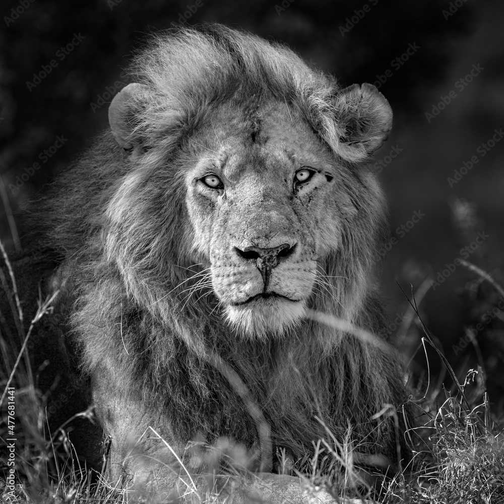 Black and white portrait of a lion