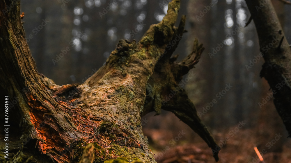 Fototapeta premium Wurzel eines Baumes im Wald