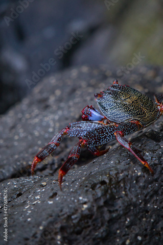 colorful crab on a black stone in portrait view