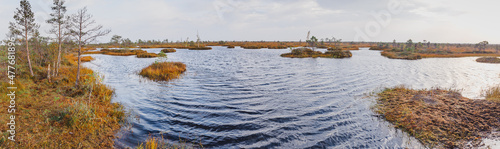 Swamps. Belarusian swamps are the lungs of Europe. Ecological reserve Yelnya. Yelnya National Landscape Reserve trail over a bog , Belarus. photo