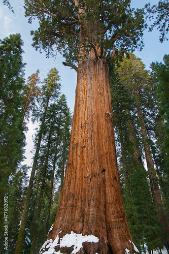 Sequoia at Yosemite National Park © Tetyana