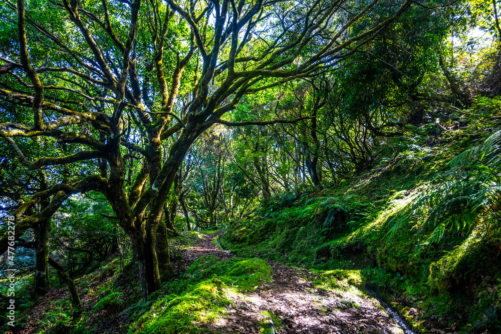 Madeira - Levada do Brasileiro