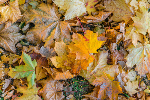 Yellow and orange autumn leaves background. Outdoor.Colorful backround image of fallen autumn leaves. Autumn time on a sunny day.