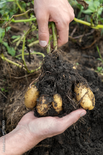 Hand holding dirty potatoes harvest in garden