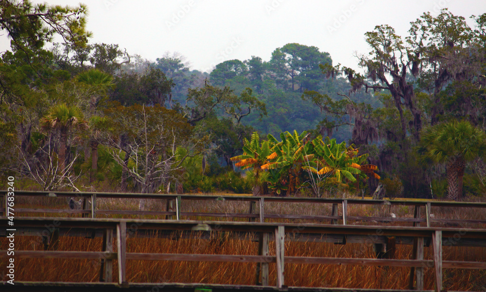palms in the marsh