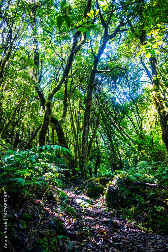 Obraz premium Madeira - Levada do Brasileiro
