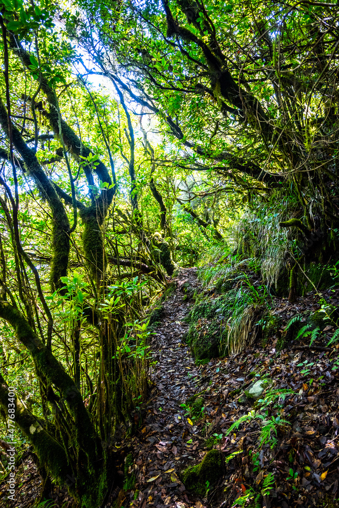 Madeira - Levada do Brasileiro Madeira - Levada do Brasileiro