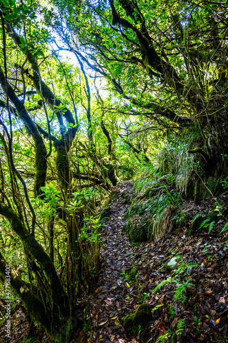 Madeira - Levada do Brasileiro